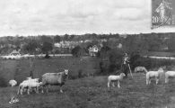 Berger et Moutons